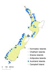 Hymenophyllum armstrongii distribution map based on databased records at AK, CHR, OTA and WELT. 
 Image: K. Boardman © Landcare Research 2016 CC BY 3.0 NZ